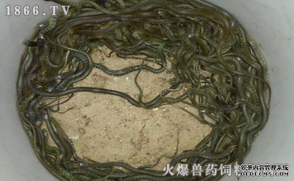 水律蛇養(yǎng)殖新技巧揭秘，高效養(yǎng)殖方法與實(shí)用操作指南
