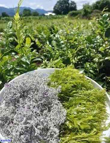 張家界莓茶價格探索之旅，自然美景與內(nèi)心寧靜的尋找