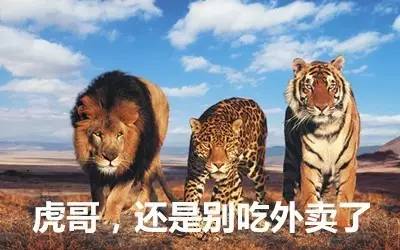 最新虎獅，學習變革的力量，自信與成就感的崛起之路