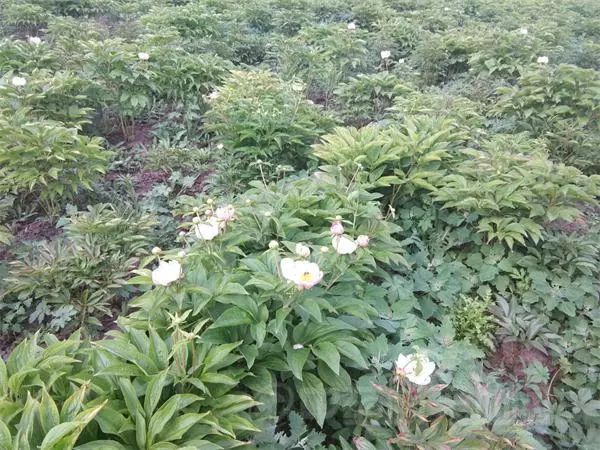 赤芍行情深度解析，小巷特色藥材探尋之旅