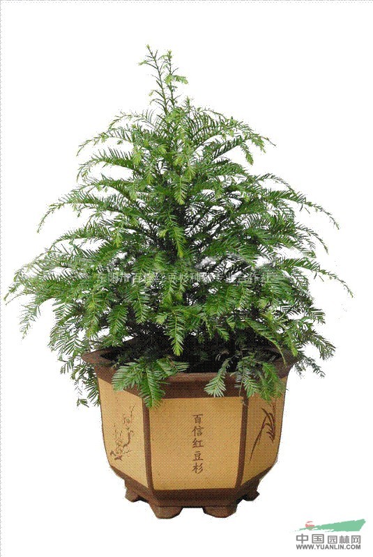 紅豆杉行情，繁榮的市場現(xiàn)狀與未來展望